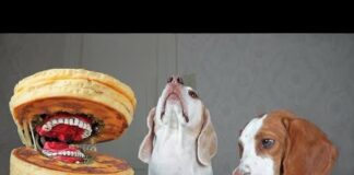 Funny Dogs vs Annoying Pancake Prank! Funny Dogs Maymo, Potpie, & Penny – Dogs