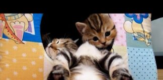 Funny and Cute Kittens Falling Asleep  | Funny Cats Compilation – Cats