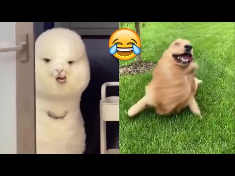 Best try not to laugh animals cats dogs Videos 🤣 – Dog Cat Video | 😂 Try Not To Laugh – Cats