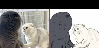 Funniest Cats😂 – Best Funny Cat Meme Videos 2023 😅 Funny cats | Funny Drawings of Cats – Cats