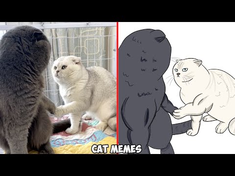 Funniest Cats😂 – Best Funny Cat Meme Videos 2023 😅 Funny cats | Funny Drawings of Cats – Cats