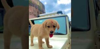 new puppy add | Labrador puppy | cute dog video | funny dog | family dog | #short #youtube #dog – Dogs