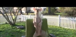 Funny Dancing Dogs Compilation – Try Not To Laugh! – Dogs