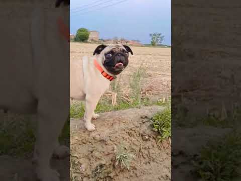 New pug dog video 🐕 #shorts – Dogs