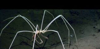 The Most Terrible Deep Sea Creatures You’ve Never Seen Before – Ocean