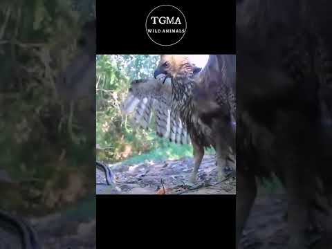 Cobra Has Big Trouble With Eagles And Hawks ! Wildlife Animals #shorts – Animals