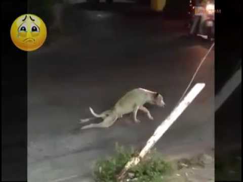 Acting of street dog (funny dog video). – Dogs