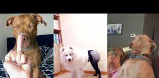 HAVING A BAD DAY ?? This Video It Makes You Feel Good 😂🐶 FUNNY DOGS (PART 1) – Dogs