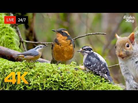🔴 24/7 LIVE: Cat TV for Cats to Watch 😺 Beautiful Birds Squirrels in the Forest 4K – Cats