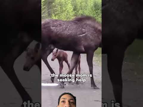 Moose reaches out to human for help  #wildlife #animals #deer #moose #nature #animal  #animalrescue – Animals
