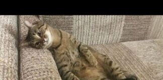 10 Minutes of the Laziest CATS 😪 Funny Cats Videos 2023 – Cats