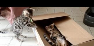 15 Minutes of Kittens | CUTEST Kitten Videos 😍 – Cats