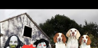 Dogs Find Haunted House in the Woods…Full of Zombie Kids!  Funny Dogs Maymo, Potpie & Indie – Dogs
