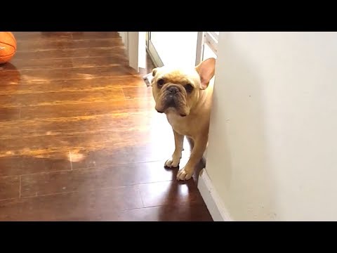 Hysterical Dog Moments Caught On Camera | Funny Dogs 2019 – Dogs