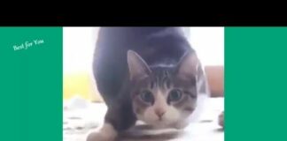 Funny Cats Vine Compilation 2015 – Cats