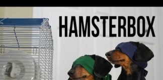 Ep 1. HAMSTER BOX – Funny/Scary Dog Video! (Dog Version of Bird Box!) – Dogs