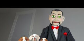 Dogs vs Demon Doll Billy from Dead Silence: Funny Dogs Maymo, Potpie & Indie Not Scared of Prank – Dogs