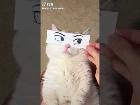 Funny cats 😸😻 #meow #cat #funny #shorts #cute #laughtrip #persian #cutiepie #compilation #trending – Cats