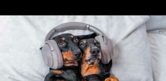 Different  Musical Tastes! Cute & funny dachshund dog video! – Dogs