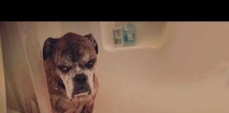 Funny Dogs Reactions To Bath Time | Funny Dog Compilation – Dogs