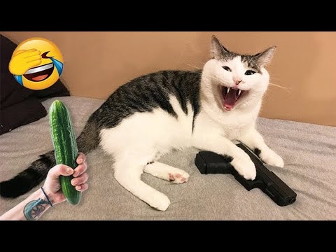Wanna LAUGH? Watch FUNNY CATS, DOGS!😂 – Cats