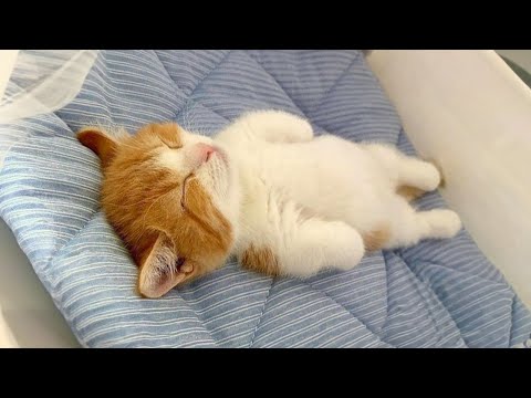 Super CUTE and FUNNY Munchkin Cats! 😂Funny Cats Videos 2023 – Cats