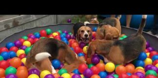 Cute & Funny Dogs having a Ball Pit Party – Dogs