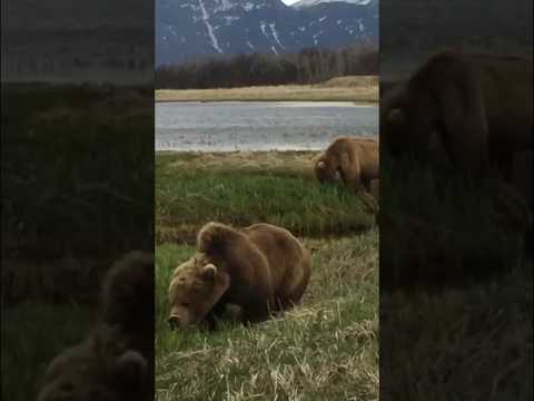 Grizzly Bears in Wild Alaska! 🐻 #Alaska #wildlife #animals #nature #bear #travel #adventure #wild – Animals
