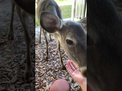 She Bit Me! 😂 #deer #florida #wildlife #animals #outdoors #adventures #beach #ocean #floridalife – Animals