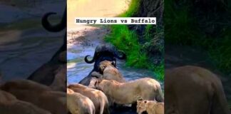 Dangerous Lion Attack | Amazing Wildlife #animals #shorts – Animals