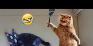 Funniest Animals 😄 New Funny Cats and Dogs Videos 😹🐶 – Cats