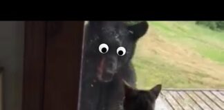 Cats You DON’T Want To Mess With: Funny Cat Videos | The Pet Collective – Cats