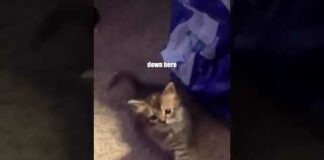 he just needs his mice crispies 🥣 🎥: unknown #voiceover #funny #shorts – Cats