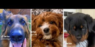 Funny Dogs Compilation  🐶 Cutest Dog TikToks 🥰 – Dogs