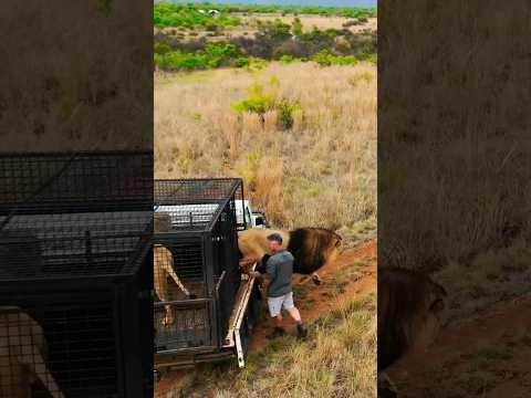 lion 🦁#shortsvideo #wildlife #animals #safari #funny #cat #shortsvideo #lionsfight #hindi #trading – Animals