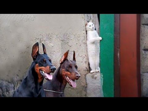 Funny Dogs And Cats Videos 2023 😅👌  Best Animal Videos Of The Week – Dogs