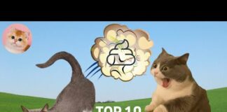 TOP 10 RANKING of Funny Cat Videos Compilation #2 – FART (Funny Cats, Cute Cats, Cute Kittens) – Cats