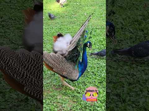 YOUNG PEACOCK DISPLAY #shorts #wildlife #animals #beautiful #peacock #young #display #birds #fyp #4k – Animals