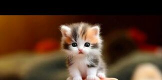 Funny cats here! 😊 10 Minutes of adorable Kittens for a good mood! – Cats