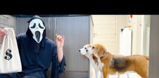 Funny Dogs vs Ghostface Police Chase & Golden Treasure – Dogs