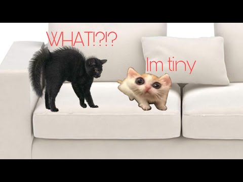 Funny cats part…6!😍❤️🐈🐈‍⬛(if u love cats give follow or like!!)🐱 – Cats