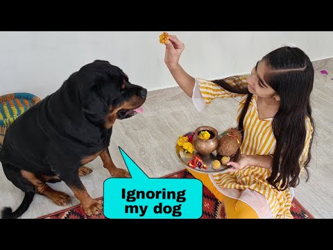 My dog needs attention||bhai dooj special||rottweiler dog | cute dog video – Dogs