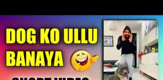 American bully Dog ko Ullu Banaya | Funny Dog Video |#shorts | Harpreet SDC – Dogs