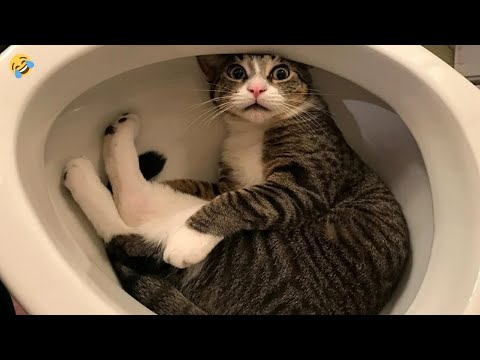 CATS HAVE GONE CRAZY 🤣 FUNNY CATS and DOGS & other ANIMALS 🐱🐶 – Cats