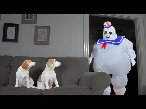 Dogs vs. Dancing Marshmallow Puft Man: Funny Dogs Maymo & Penny – Dogs