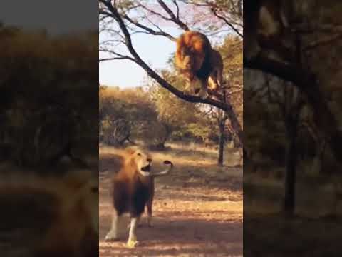 Lions Climbing Tree #shorts #animals #lionfight #wildlife  #leopard #lions#tiktok #foryou #lion – Animals