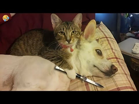 FUNNY CATS vs DOGS 🐱🐶 Best Friends or Enemies? 🐾 New Funniest Animals Videos 2023 😂 – Cats