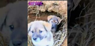 so cute puppy playing with little puppy.  A beautiful moment.  dog video #puppy #shorts #551 – Dogs