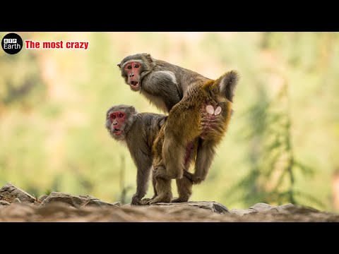 Top 6 Animals with the most crazy Mating – wild animals | ATP Earth – Animals