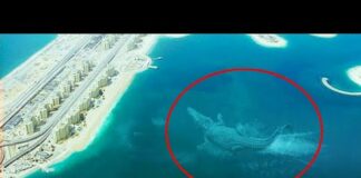 10 Mysterious Deep Sea Creatures Spotted On Google Earth – Ocean